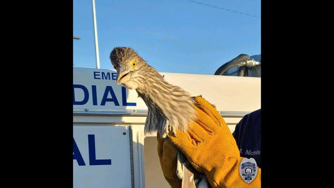 A roadrunner was found struggling near Las Vegas Boulevard, police said.