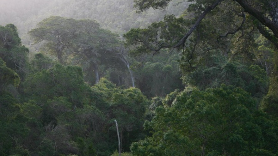 A new species of mushroom, referred to as a “white phantom,” was discovered in the woods of South Africa.