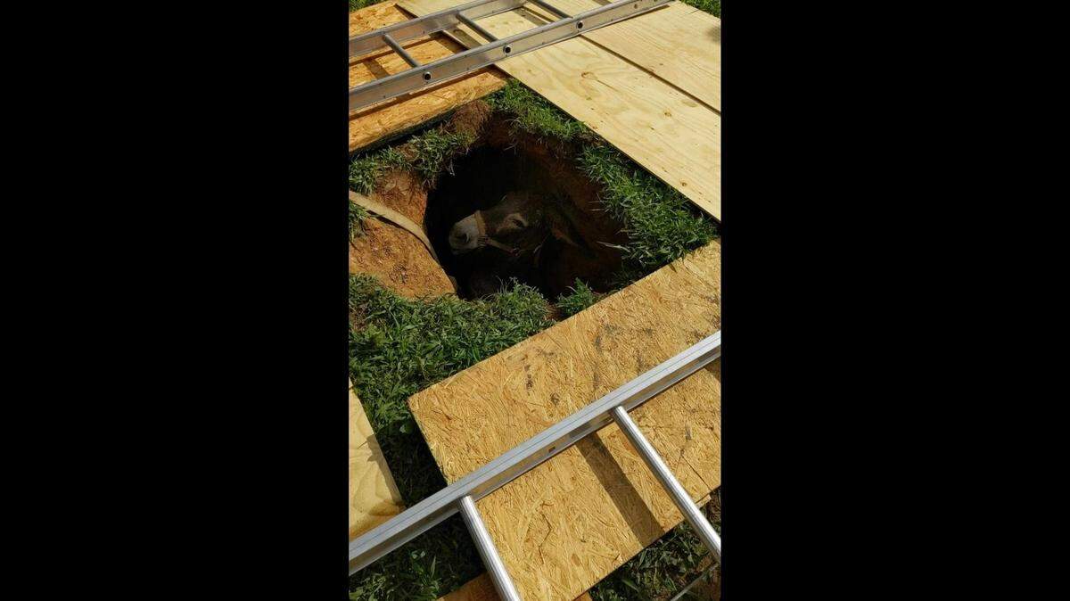 Firefighters rescued a donkey after it became trapped in a sinkhole in North Carolina.