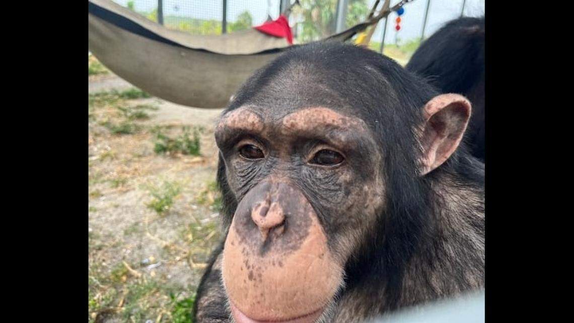 The chimpanzees will spend two months quarantined in their new enclosure, staff said.