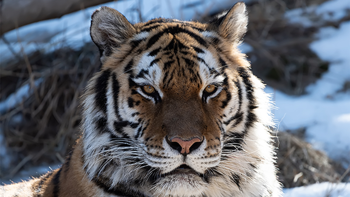 A Colorado zoo attempted to artificially inseminate a tiger whose species is “near the brink of extinction” but the female tiger died from complications.