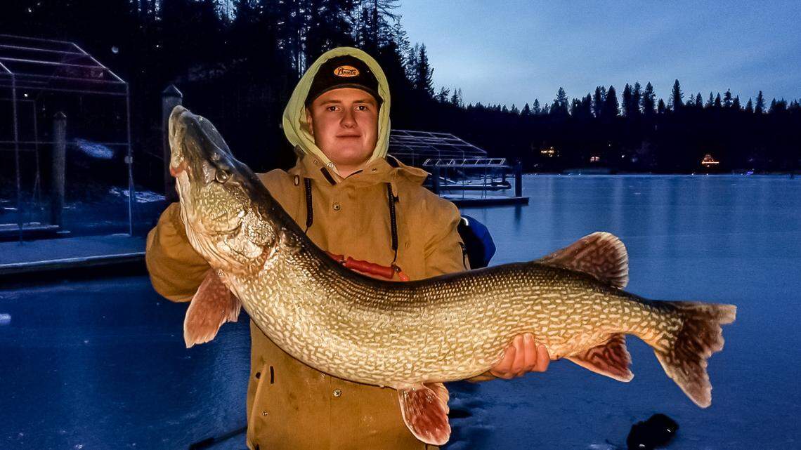 A fisherman caught a 31-pound northern pike that is nearly 4 feet long while ice fishing on Hayden Lake, Idaho Fish and Game said. It didn’t break state record.