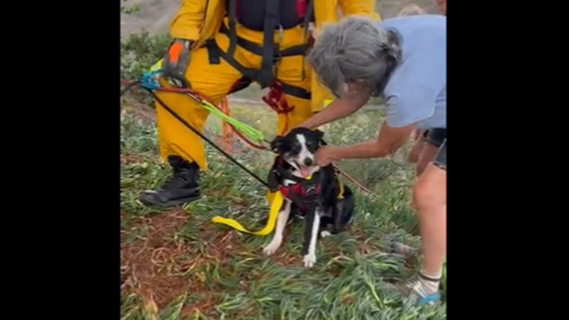 Hobo the dog slipped and fell 100 feet into a steep ravine in California.