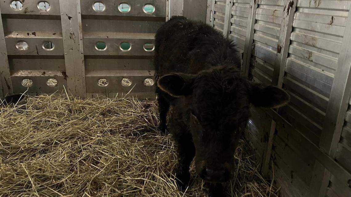 A 4-month-old calf escaped from a slaughterhouse and ran through the streets of New York City before being rescued.