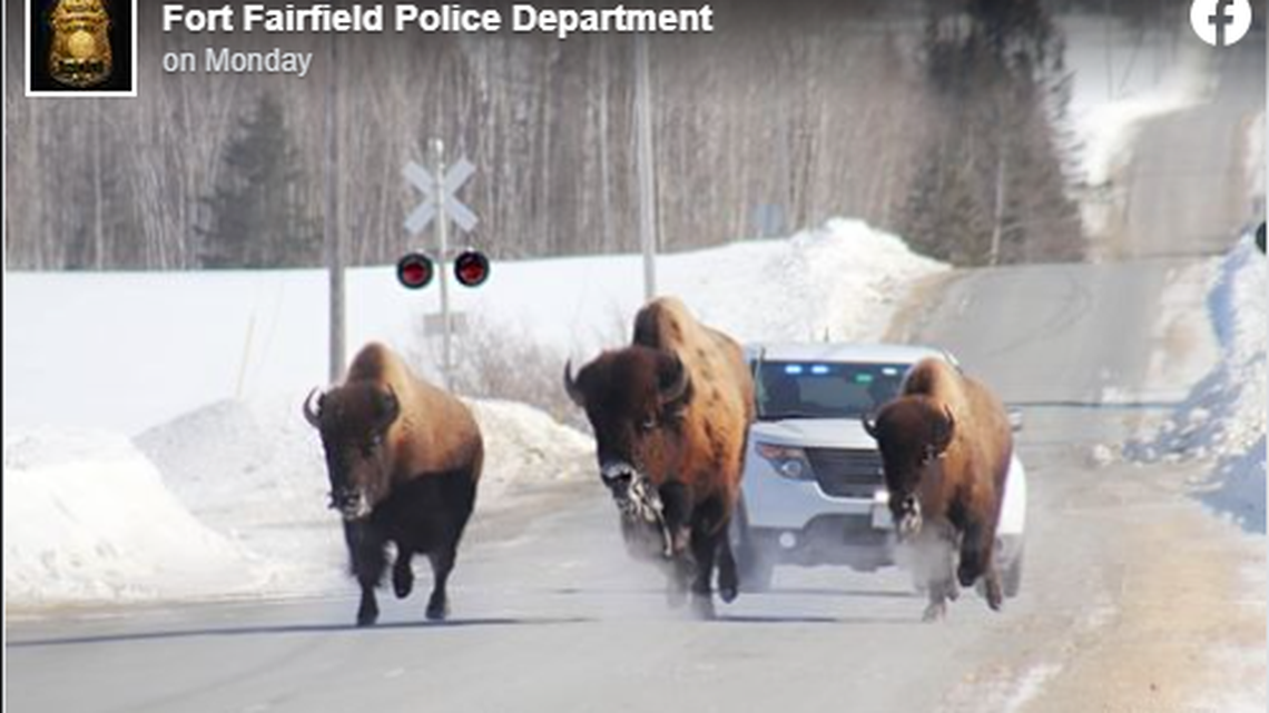 Three bison broke free from their pen and led police on a chase in Maine, police said.
