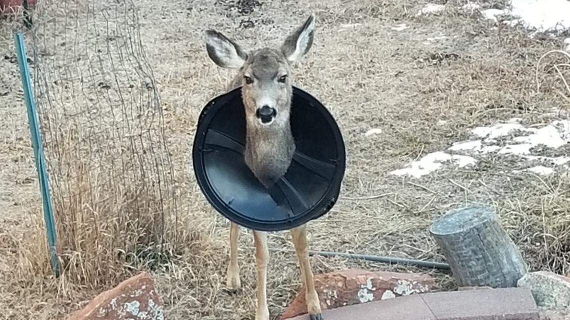 A deer was spotted with a trash can lid on its neck in Parker, Colorado.