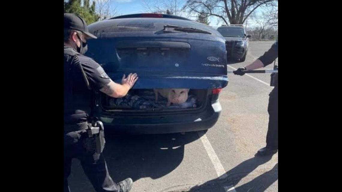 200-pound pig named Elvis rescued from hot van that owner says was stolen, WA cops say