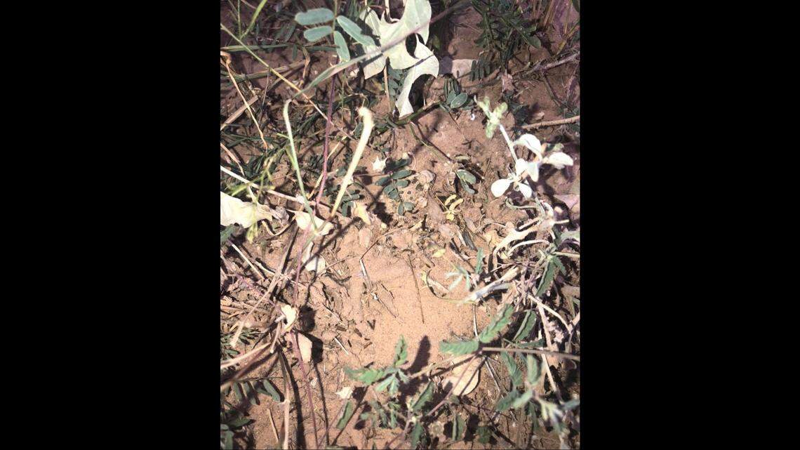A Texas horned lizard, commonly called a horny toad, is hiding in a photo at San Angelo State Park. The Fort Worth Zoo in reviving the threatened species. Photo from San Angelo State Park.
