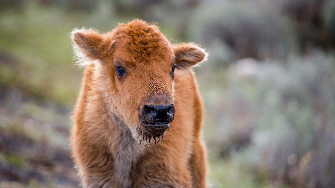 A Yellowstone bison calf (not the one pictured) was killed by park officials after a tourist carried it from the river, the National Park Service said.