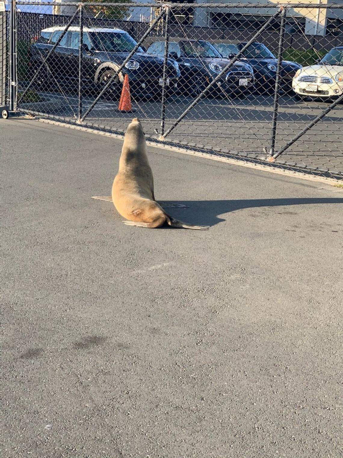 Trained responders from The Marine Mammal Center rescued California sea lion Mini on Monday, November 2, at MINI of Marin in Corte Madera, CA. The adult female sea lion is currently in rehabilitation at the Center’s hospital in Sausalito, CA.