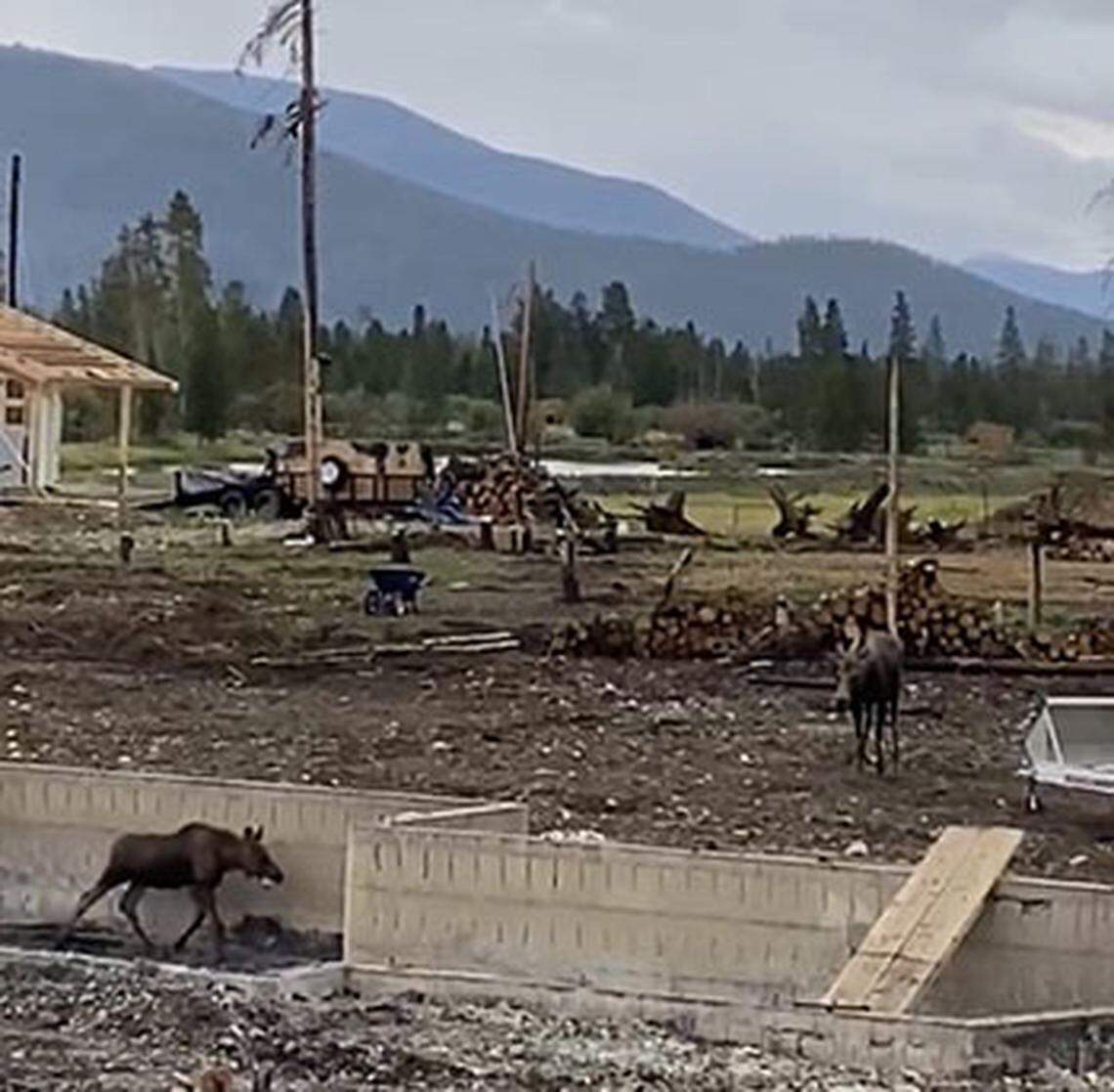 A moose was separated from its mom.