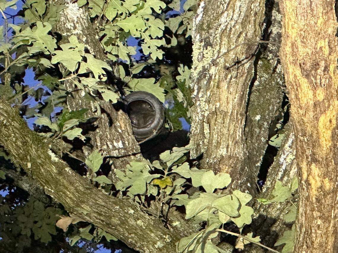 Residents found the bear cub in a tree Oct. 3 and reported it.