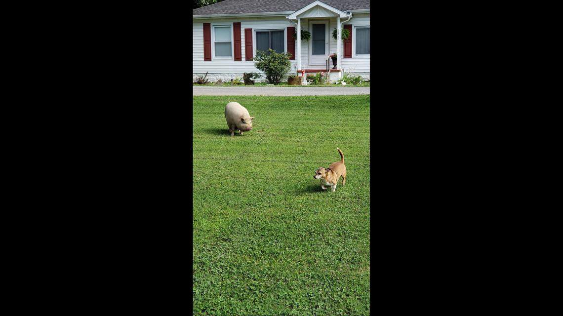 Porkchop the pig, who lives in Herrin, Illinois, plays with local dogs at the park and in yards. Photo by Kathy Benjamin.
