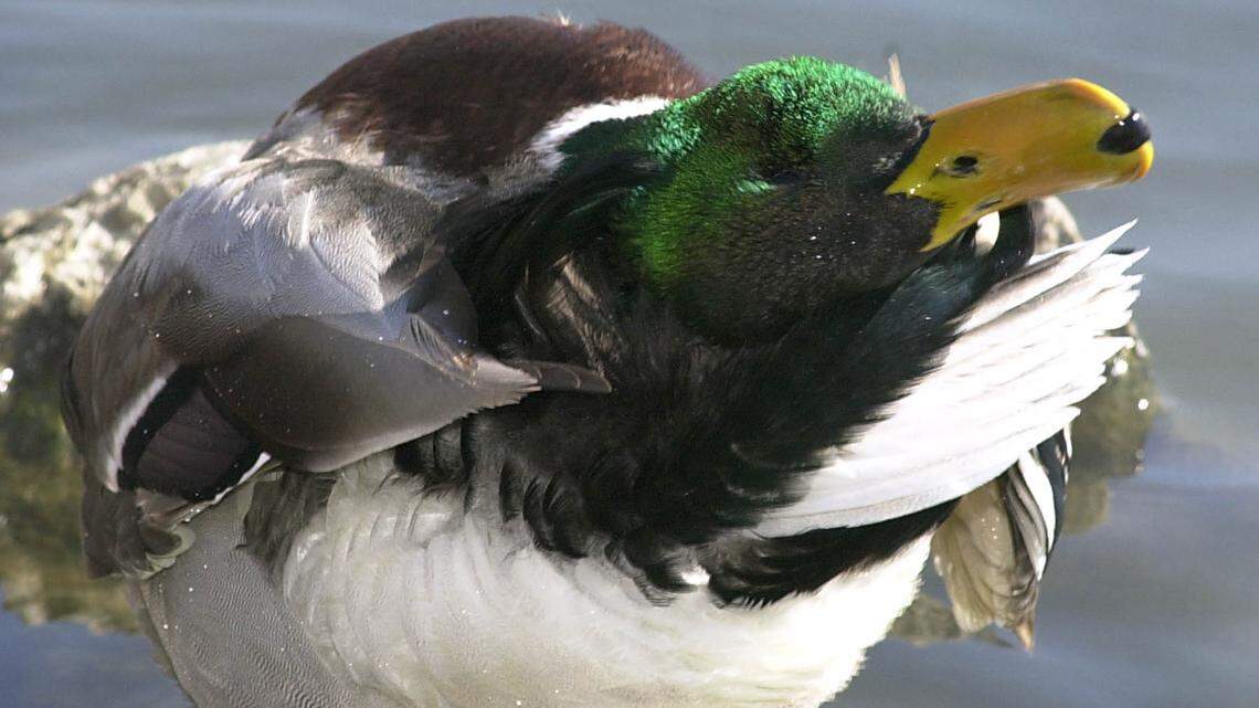 A drake mallard uses his head as if to scratch his back on Capitol Lake Wednesday, Feb. 26, 2003 at the State Capitol in Pierre, S.D. (AP Photo/Doug Dreyer)
