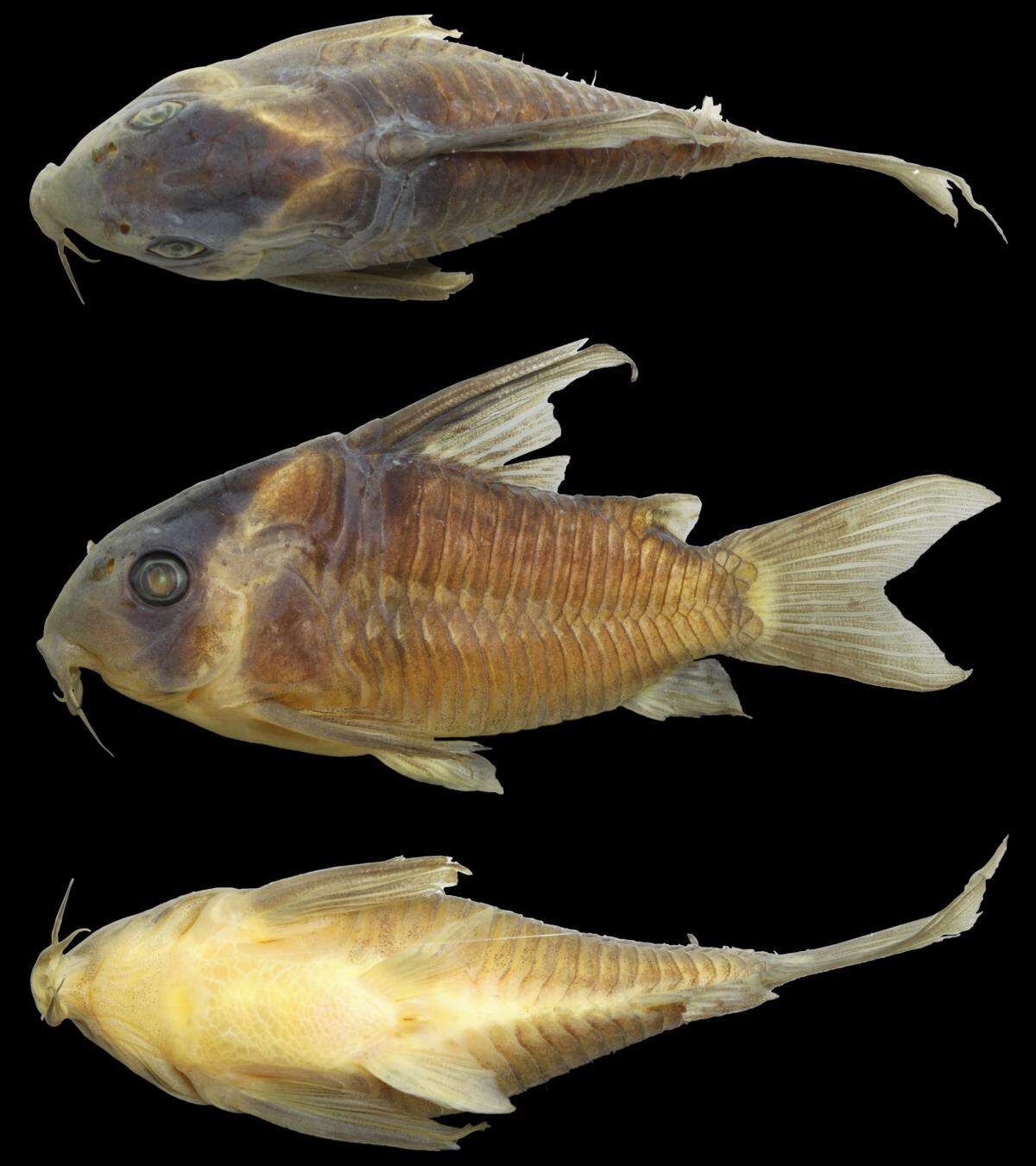 A specimen collected from the Jutaí River in Brazil.