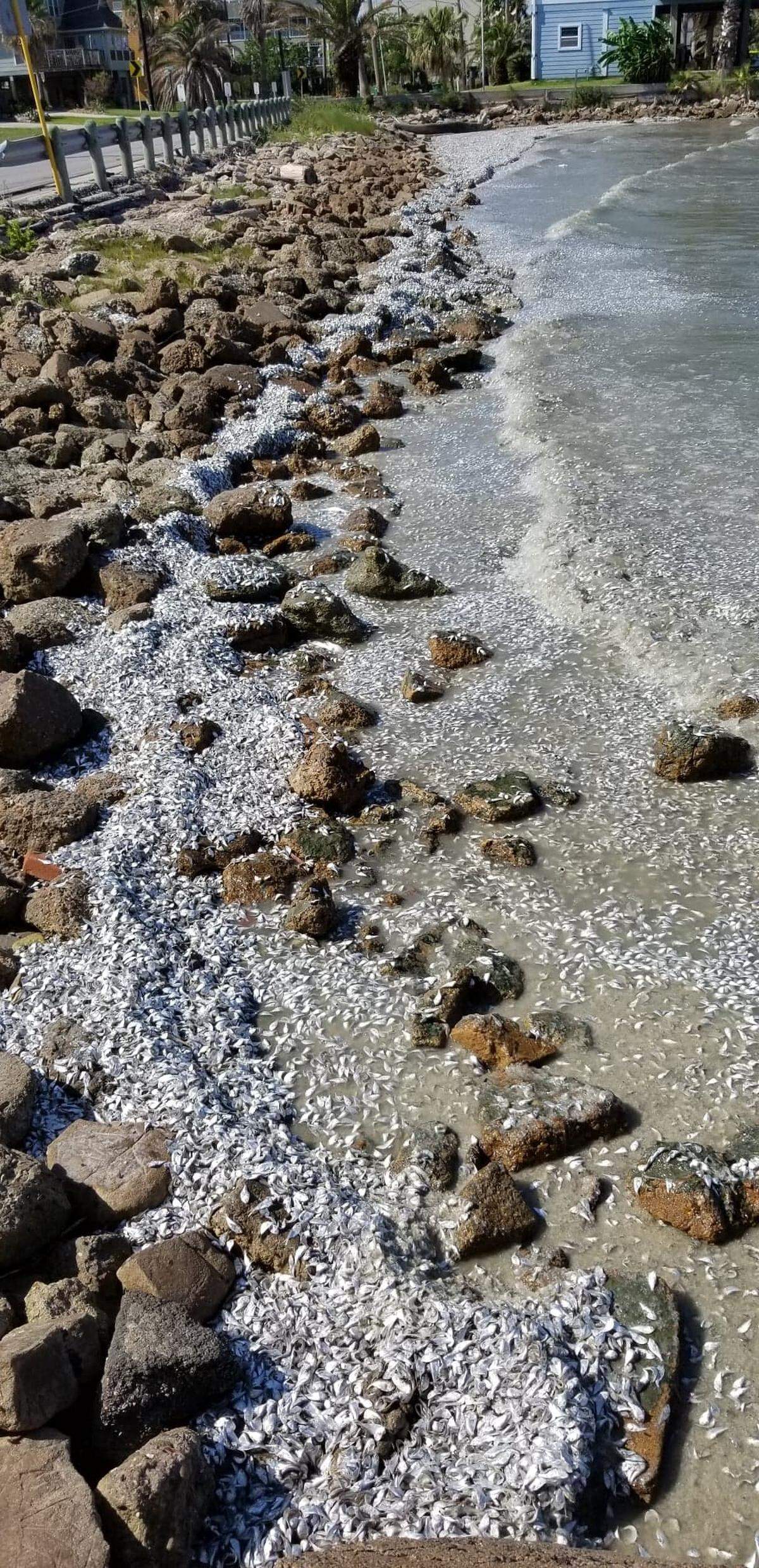 Dead fish piled up along the Gulf Cost shoreline in Seabrook, Texas
