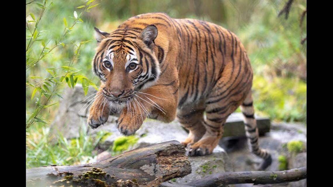 A Malayan Tiger has joined Woodland Park Zoo in Seattle, Washington. She was one of the first big cats in the world to test positive for COVID-19.
