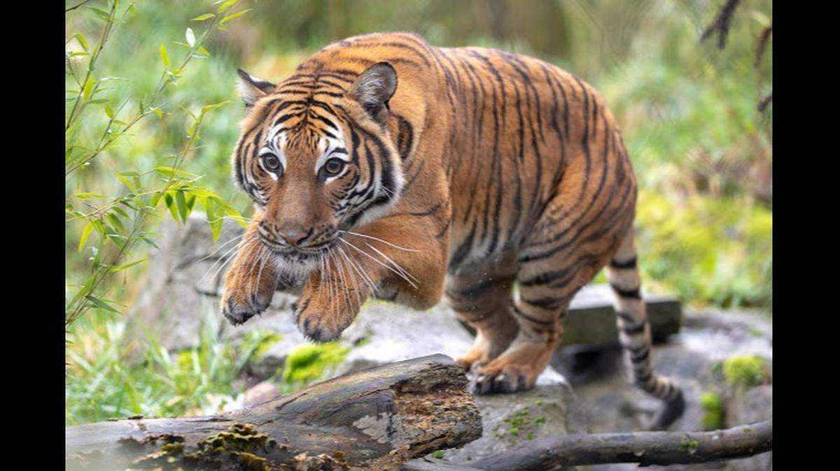 A Malayan Tiger has joined Woodland Park Zoo in Seattle, Washington. She was one of the first big cats in the world to test positive for COVID-19.
