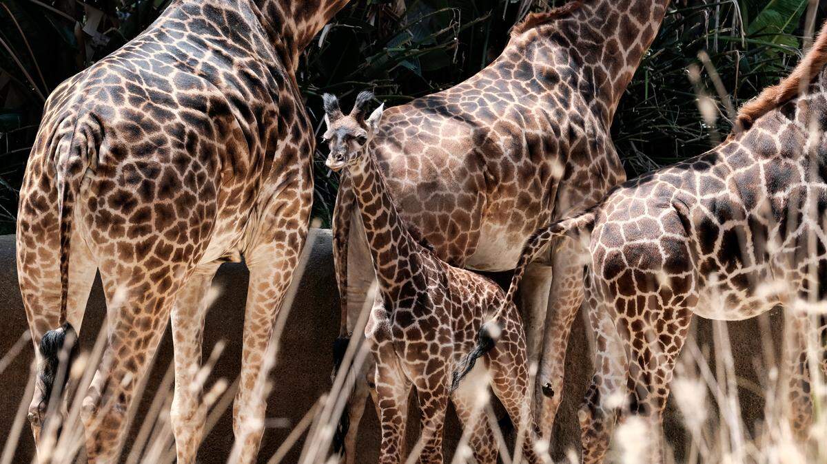 An endangered population of giraffes is inbreeding at an “alarmingly high” level, according to a new study. (AP Photo/Richard Vogel)