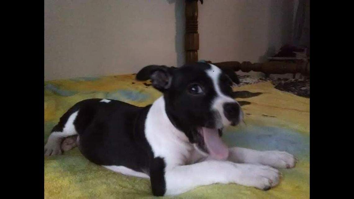 Isabel Avellaneda says a Georgia county marshal shot her dog, Allison, while she was playing in the front yard of her home.