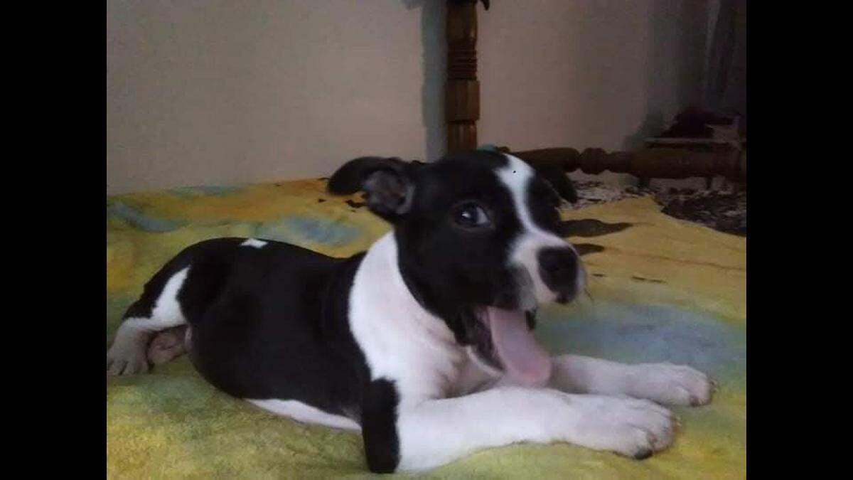 Isabel Avellaneda says a Georgia county marshal shot her dog, Allison, while she was playing in the front yard of her home.