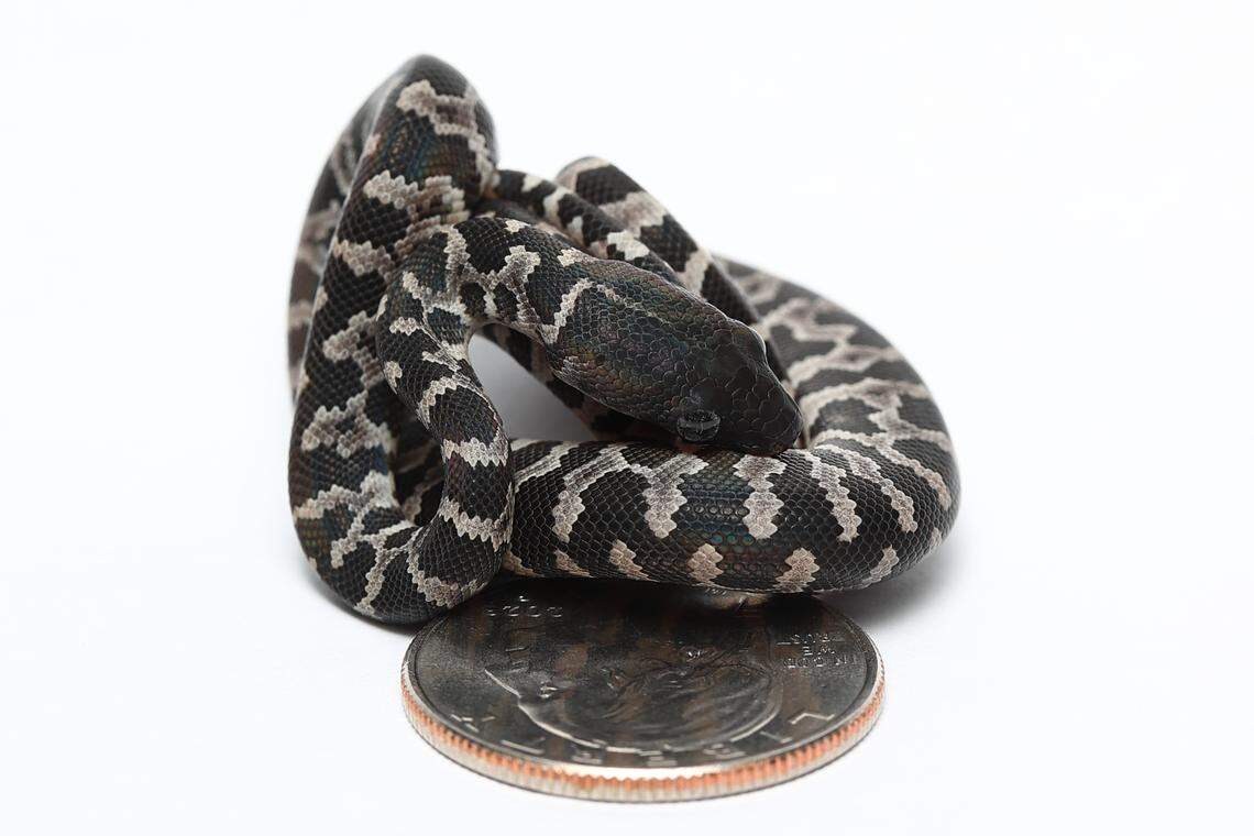 The Virgin Islands boa are considered threatened per the U.S. Fish and Wildlife Service.