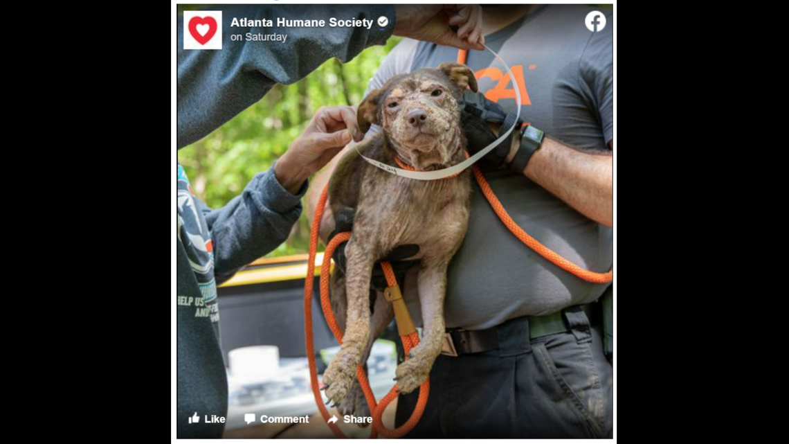 On April 23, 65 dogs were rescued from an “overwhelmed” owner in Hancock County, Georgia. Dogs and several puppies were found in unsanitary conditions and are now being treated for a variety of medical issues before being put up for adoption, the ASPCA said.
