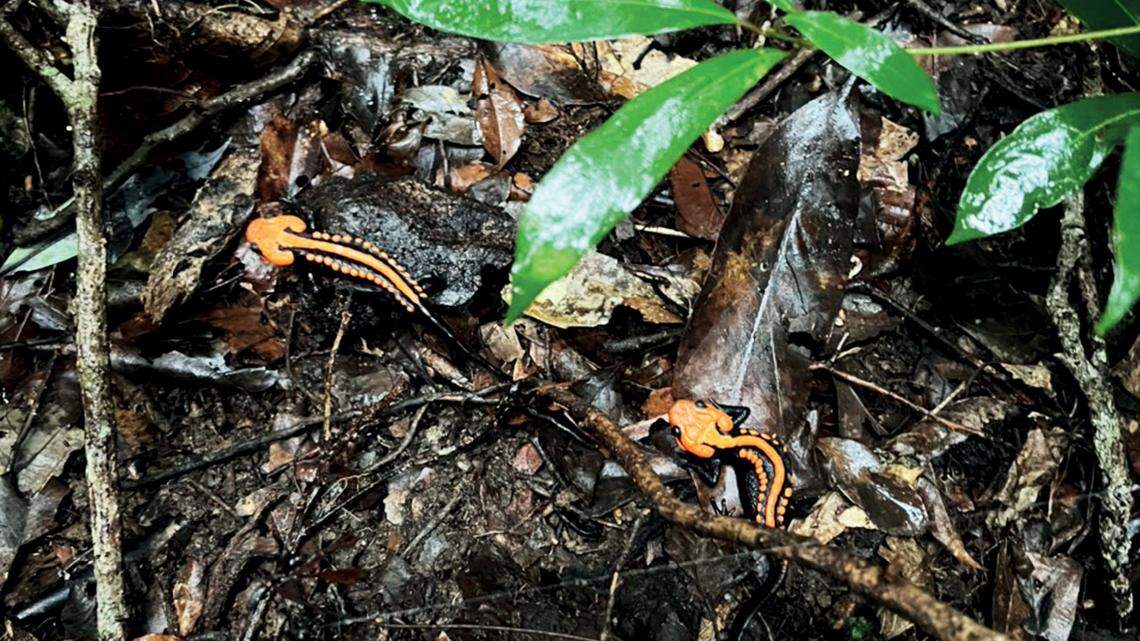Researchers discovered a new species of crocodile newt on a mountain in Vietnam, according to a new study. It’s characterized by two strips of orange warts that line its back.