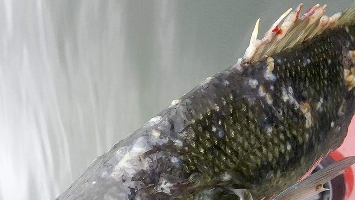 The fungal infection Saprolegniosis appears on fish as waters get cold in winter, but it shouldn’t be cause for alarm, officials say. Photo from Arkansas Game and Fish Commission.