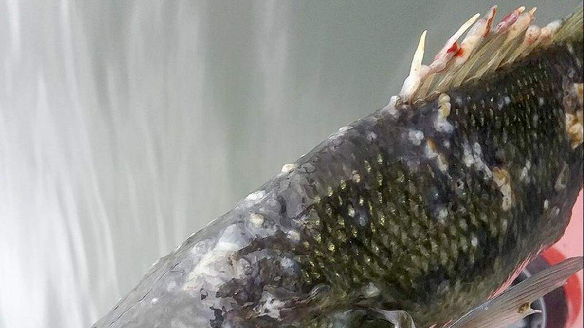The fungal infection Saprolegniosis appears on fish as waters get cold in winter, but it shouldn’t be cause for alarm, officials say. Photo from Arkansas Game and Fish Commission.