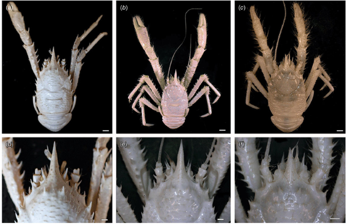 The researchers used the morphology, or physical traits, of the lobsters to identify the new species.