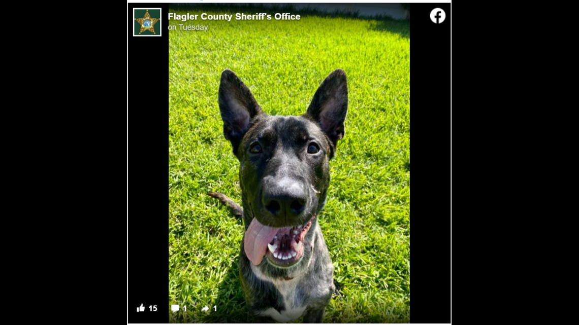 Rocky found a new home with one of the employees at the Flagler County Sheriff’s Office in Florida after it was shot in the face by its previous owner in April.
