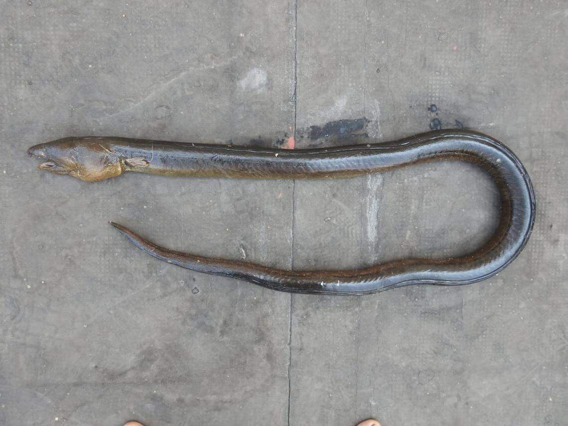 The largest specimen of the new species was 30 inches long, Anil Mohapatra, one of the study’s authors, told McClatchy News.