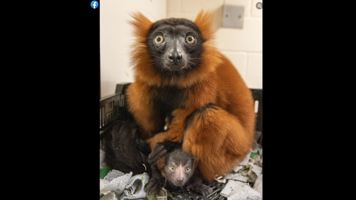 Red ruffed lemurs are critically endangered, making Phoebe’s baby important for the species, zoo officials said.