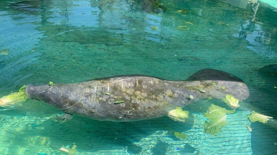 Wildlife officials rescued an injured manatee at Everglades National Park in Florida after visitors noticed a “large object” floating in the water, according to the park service.
