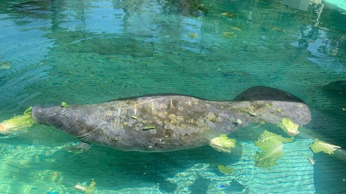 Wildlife officials rescued an injured manatee at Everglades National Park in Florida after visitors noticed a “large object” floating in the water, according to the park service.