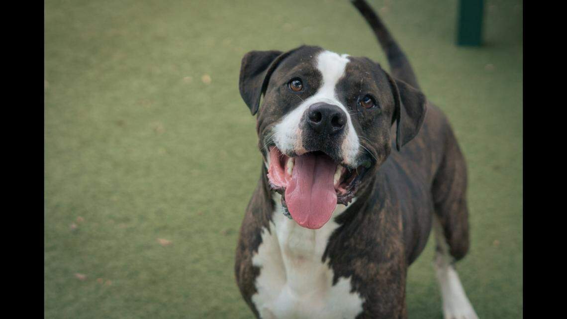 Nicholas, a 3-year-old dog who was one of an Orlando animal shelter’s longest residents, is back up for adoption after he was returned to the shelter.