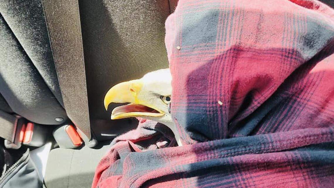 A trooper rescued an injured bald eagle he spotted on a highway, Indiana police said.