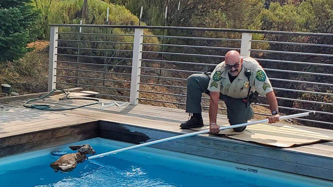 A fawn got stuck in a California swimming pool and could barely keep its head above water, El Dorado County Sheriff’s Office said.