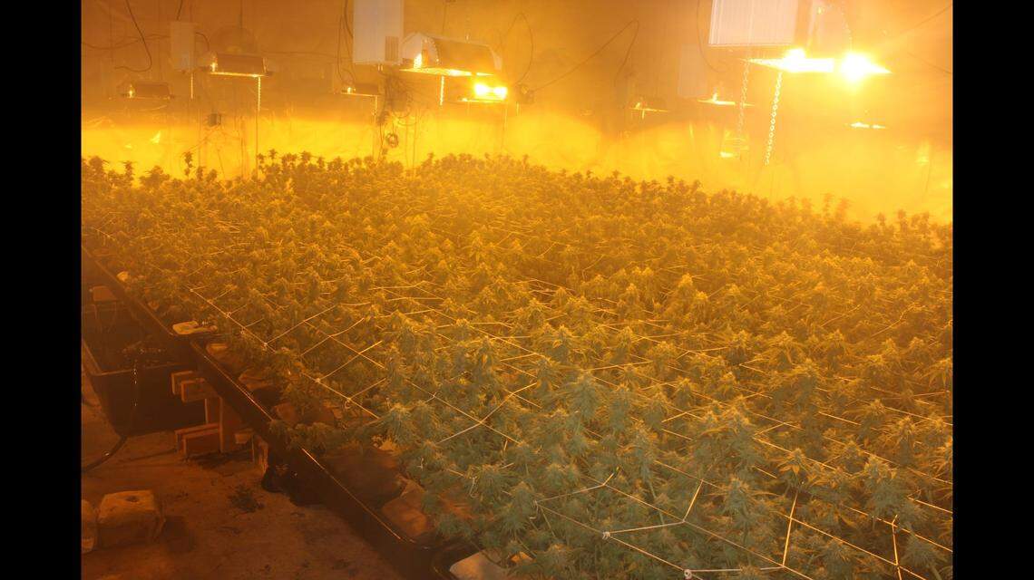 A businessman who owns six properties in Port Angeles, WA used the facilities for an illegal pot growing and processing operation. Cops seized 370 pounds of weed.