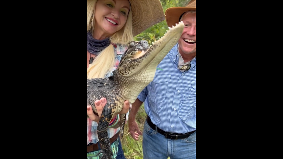 Jawlene the alligator with a missing top jaw has made major health improvements during her time at a Florida park, staff said in a video.