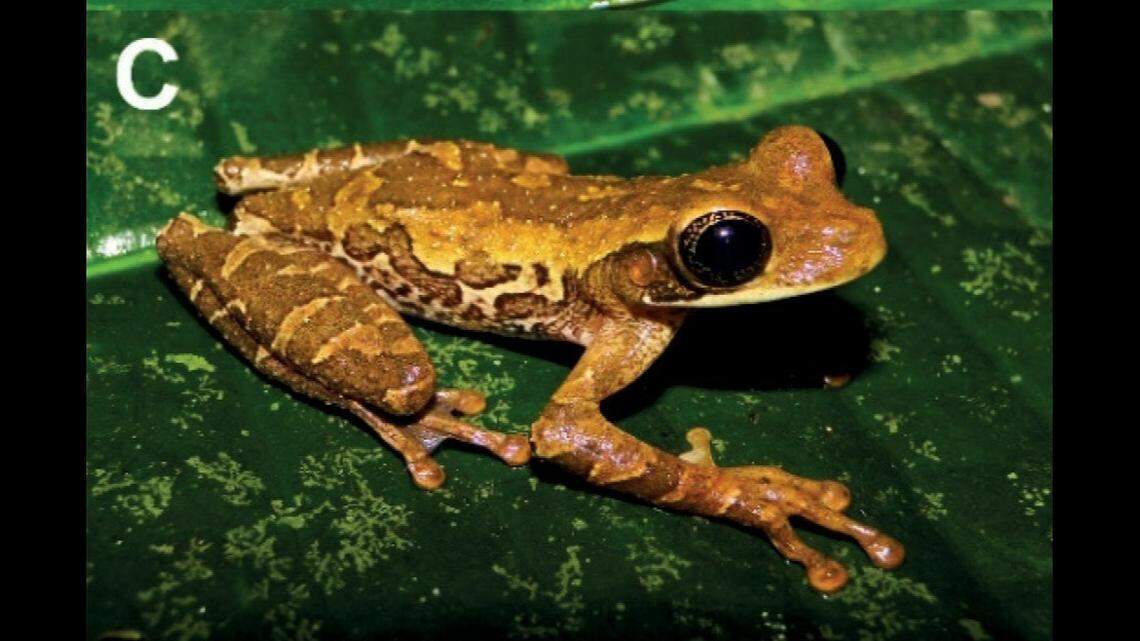 The top of a male frog.