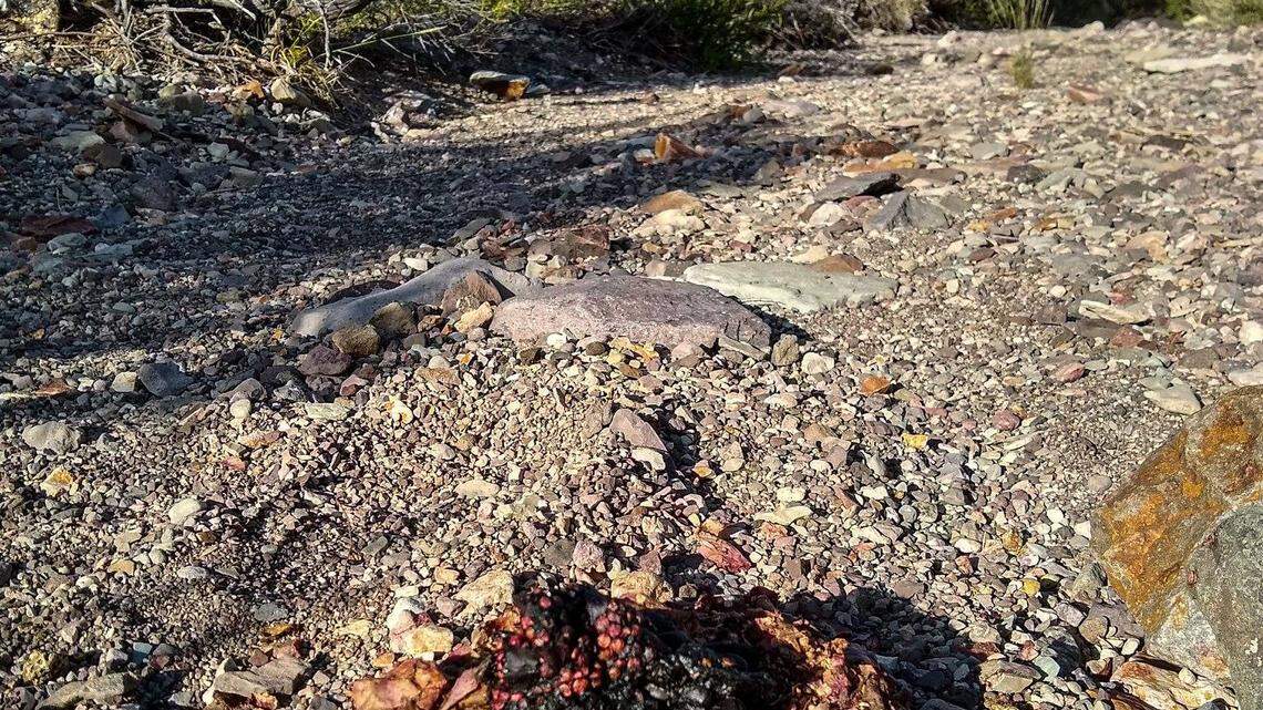 An animal pooped on top of a pile of bear droppings in Big Bend National Park in Texas, officials say. Photo from Big Bend National Park.
