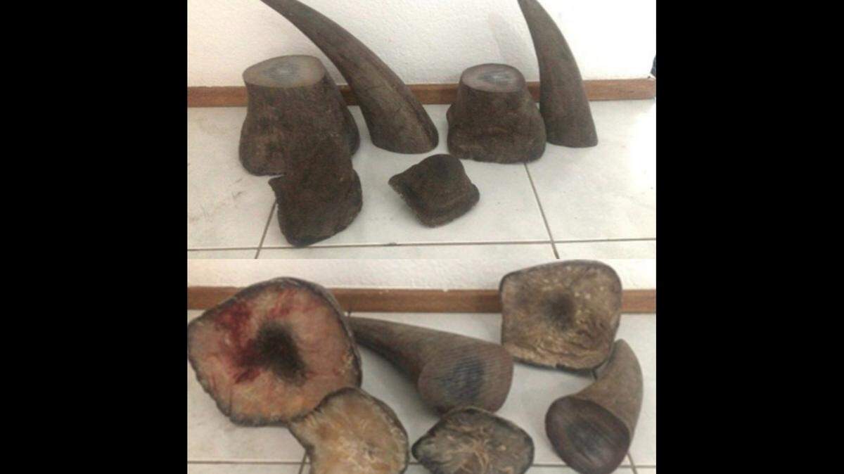 A Malaysian man was extradited to the United States on Friday, Oct. 7, and charged for conspiring to traffic rhino horns, according to officials. The man allegedly sent the above images to a potential buyer.
