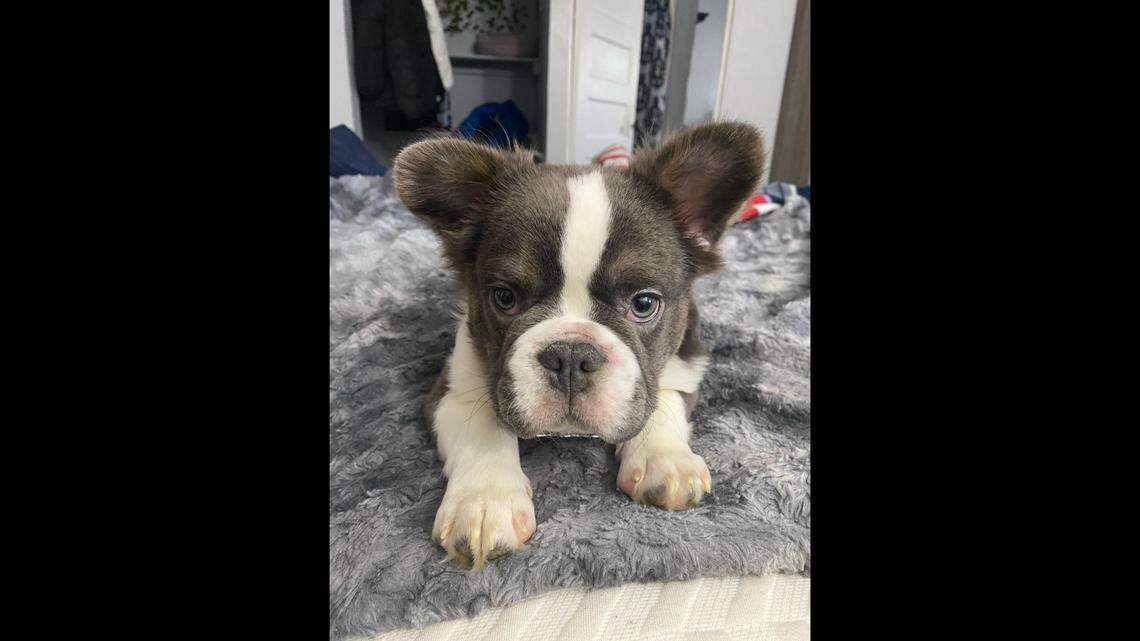A New Jersey man’s French bulldog puppy, Enzo, was taken during a “puppy playdate,” which turned out to be a setup, he says. The dog is being held for ransom.