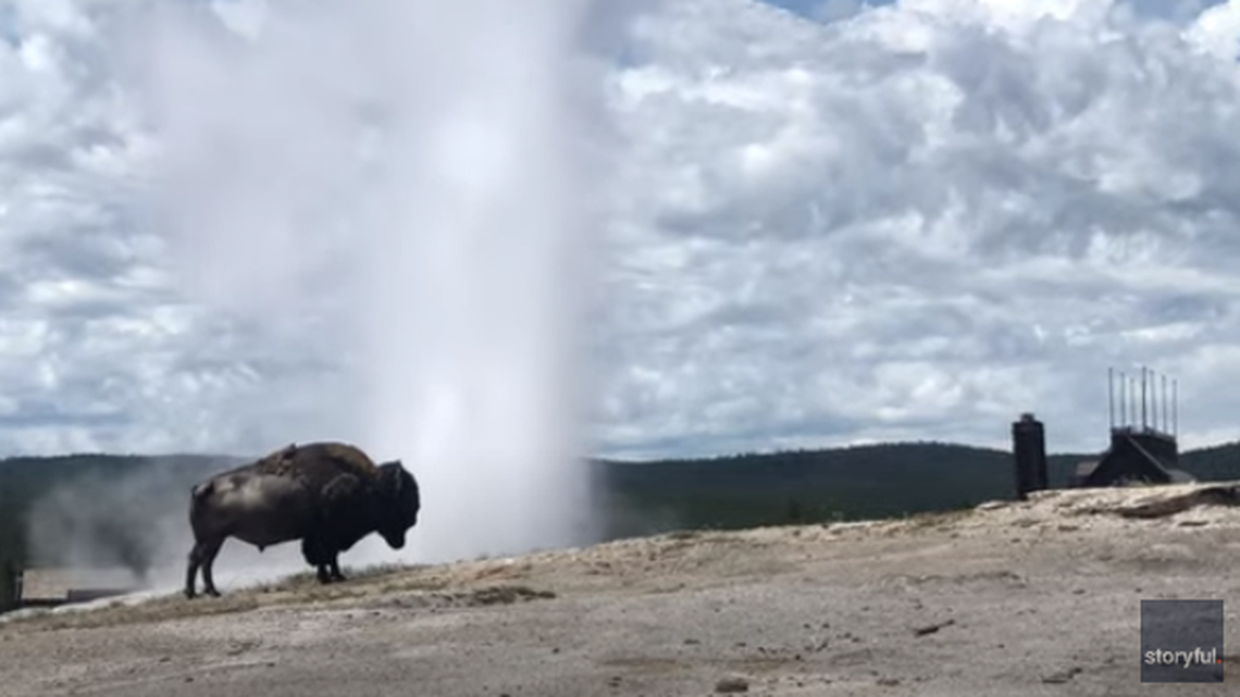 Video shows a bison completely unfazed by Old Faithful geyser eruption at Yellowstone National Park.