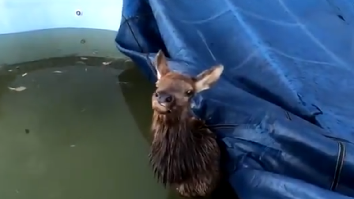Colorado Parks and Wildlife officials found a 500-pound cow elk stuck in a swimming pool.