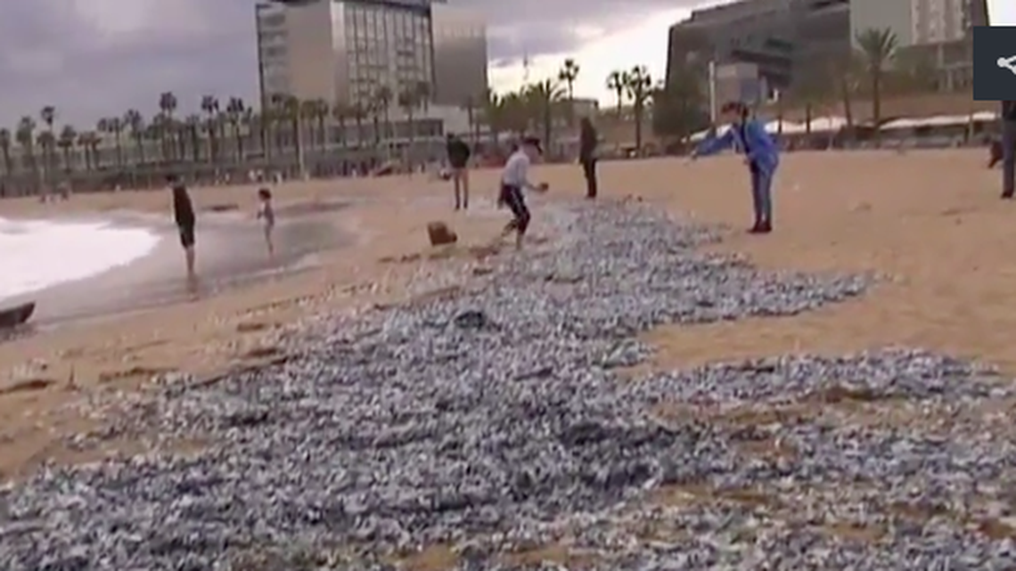 A screenshot from a video published by El Periodico shows the blue sea creatures washed up on a Barcelona beach.