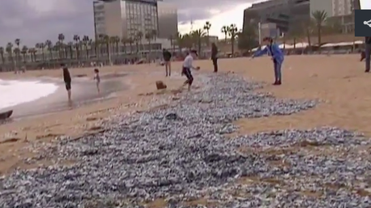 A screenshot from a video published by El Periodico shows the blue sea creatures washed up on a Barcelona beach.