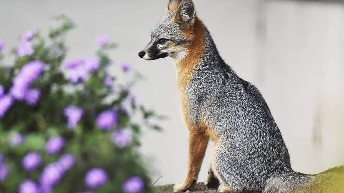 The gray fox is widespread throughout North America and Central America. It's the only fox native to North Carolina.